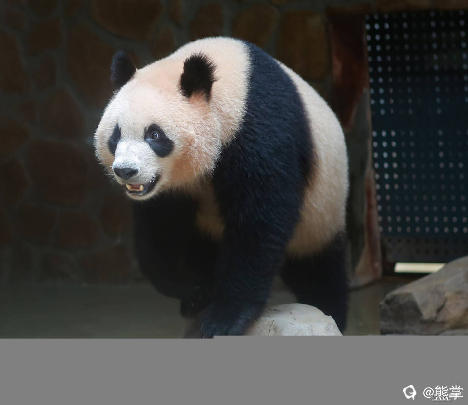 五月大熊猫润玥