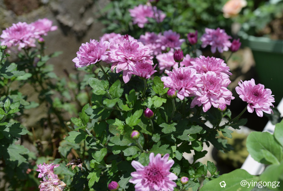DSC_8163_副本.jpg