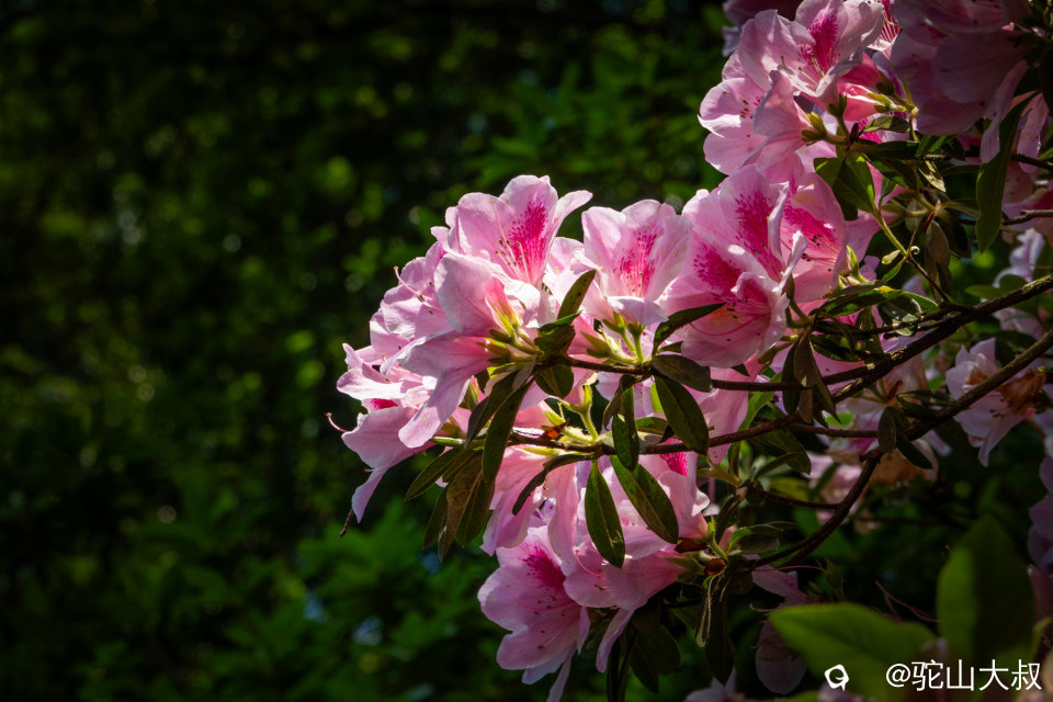 DSC01462-0 - 副本.jpg