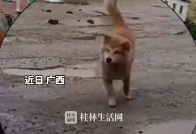 谁不想拥有这样一只贴心的狗狗呢 准时准点!广西大黄每天都等小主人放学 网友:它不知道什么是放学，只知道小主人会回来