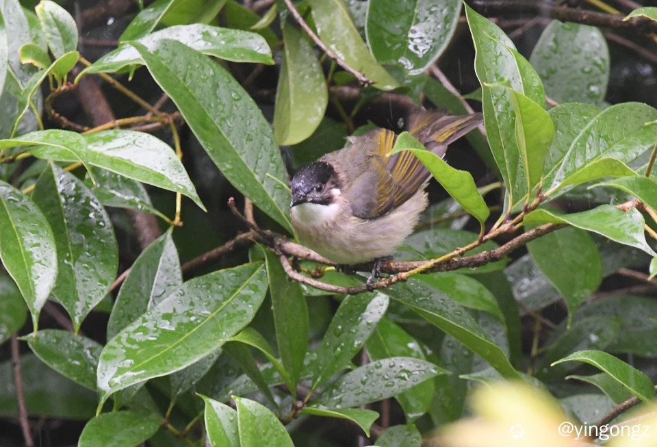 DSC_7423_副本.jpg