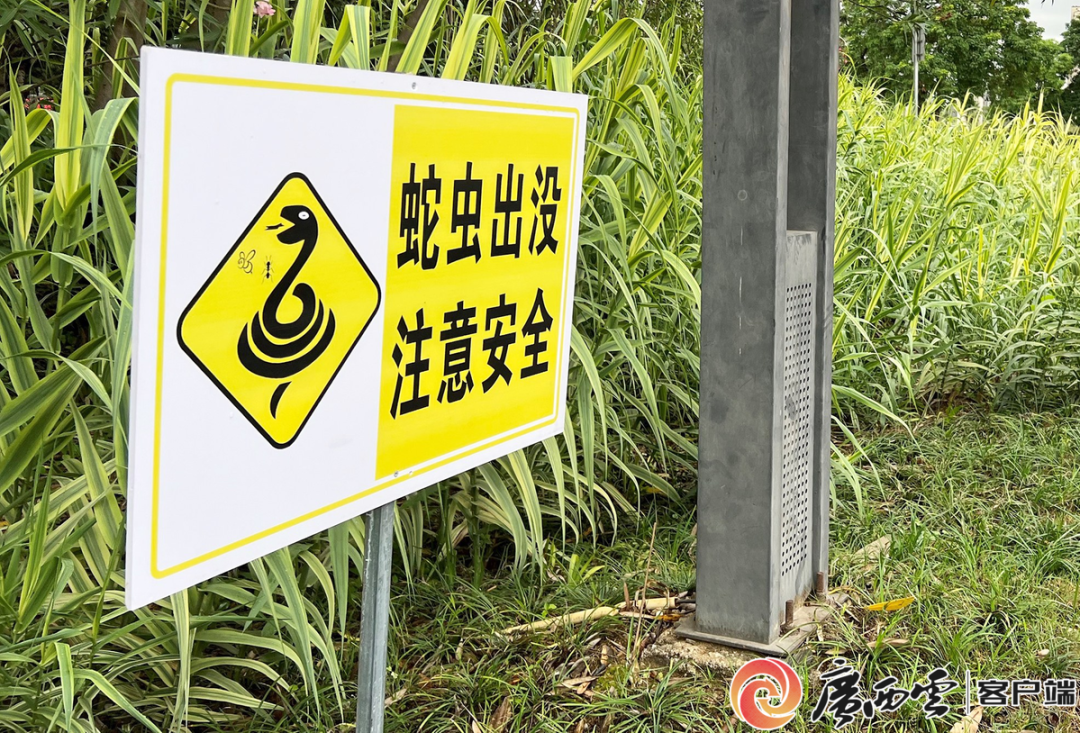 前方或有蛇出没！广西人去看太公太婆时当心脚下
