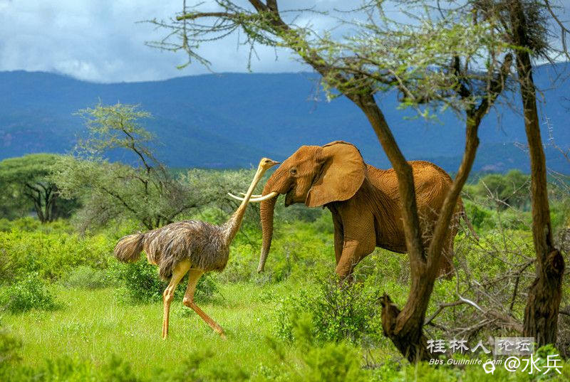 大象与驼鸟_副本.jpg
