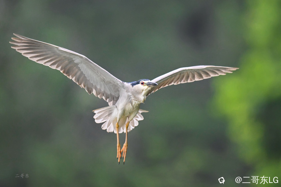 夜鹭捕鱼 (2).jpg