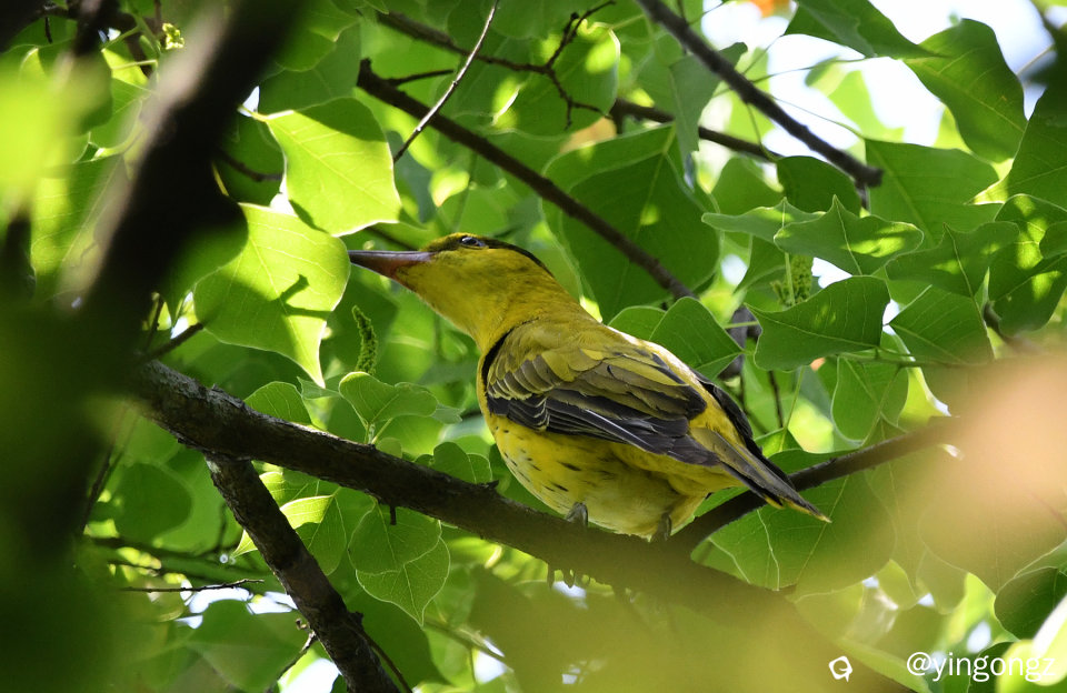 DSC_9784_副本.jpg