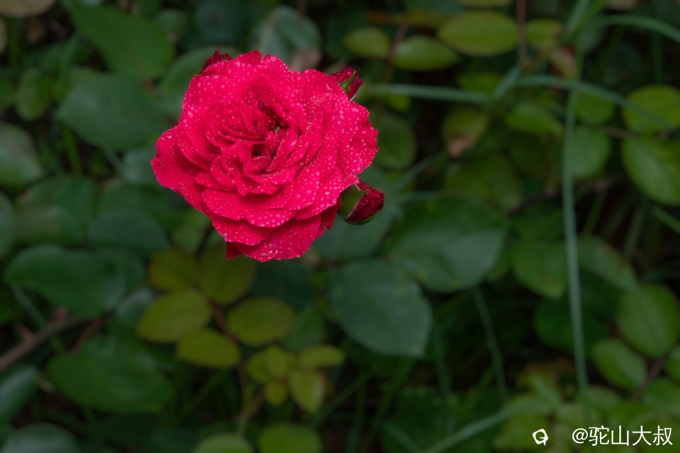 DSC06733-0 - 副本.jpg