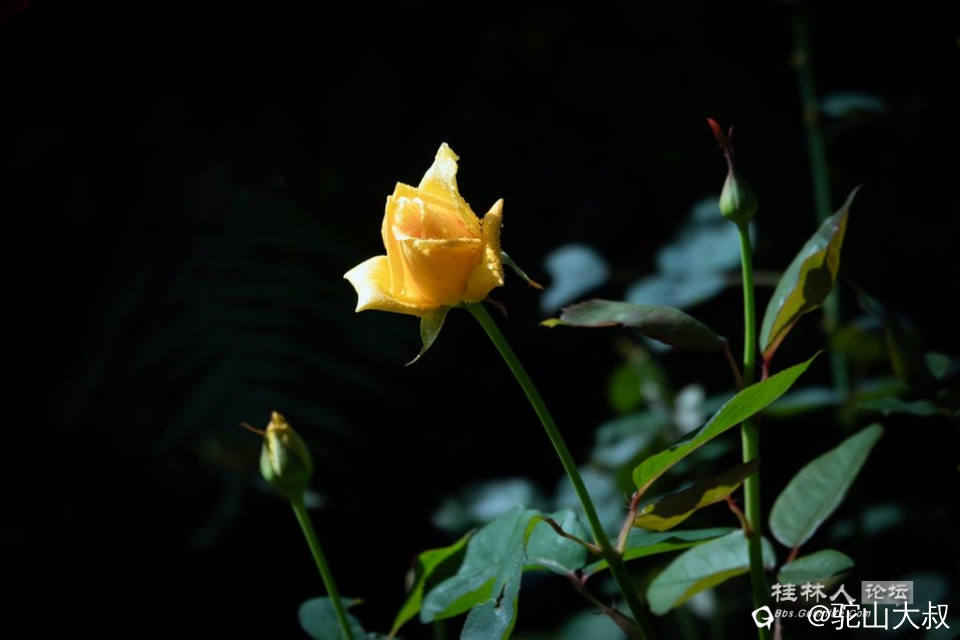 DSC07222-0.jpg