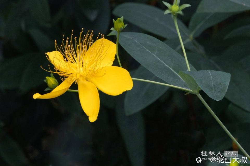DSC08254-0 - 副本.jpg
