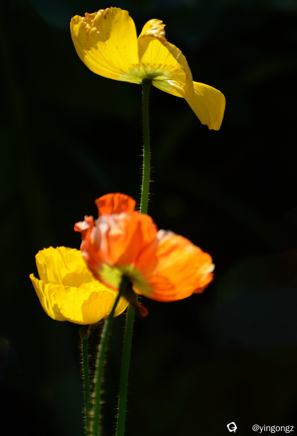 DSC_5447_副本.jpg