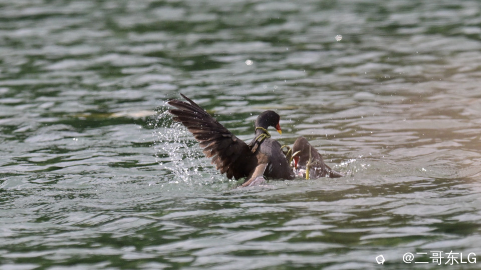 黑水鸡打架 (5).jpg