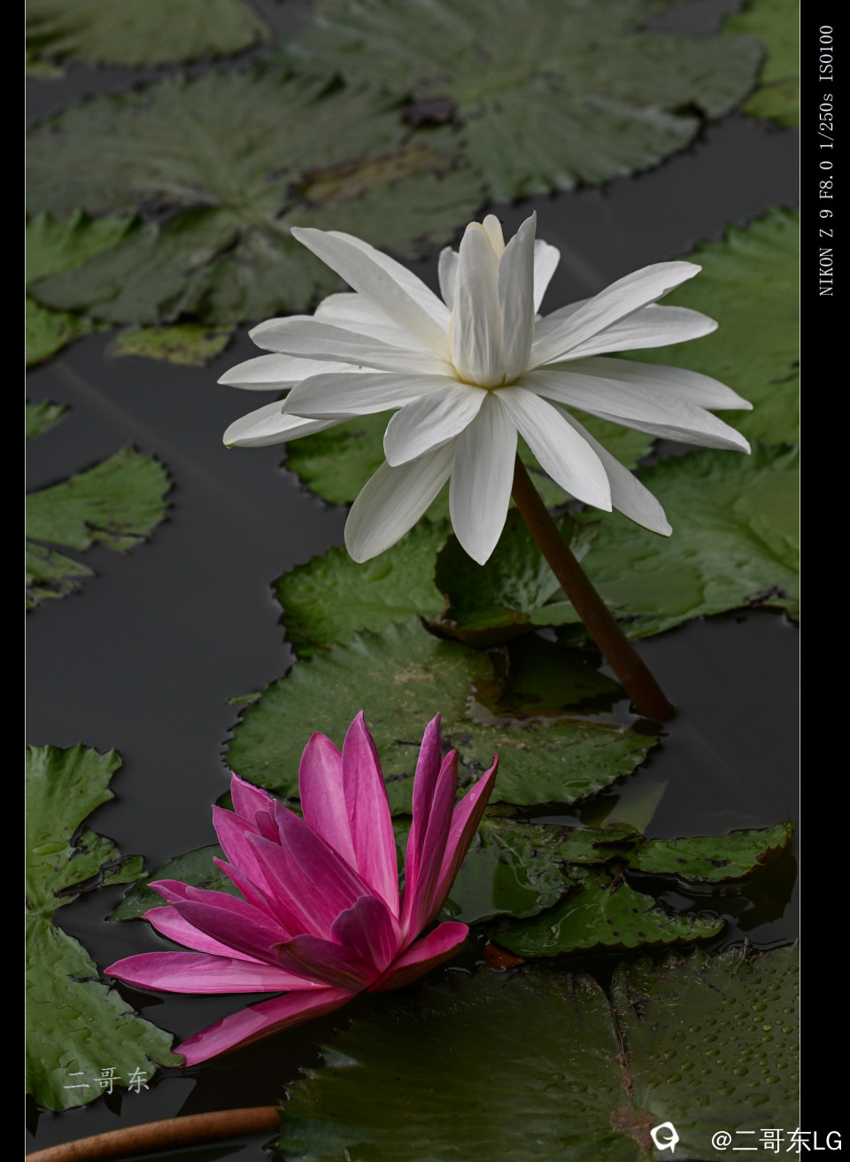 精品莲花 (6).jpg