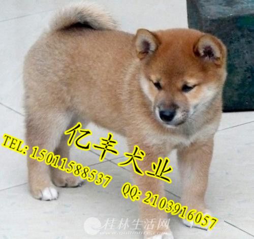 ���۴��ֲ�Ȯ ���ֲ�Ȯ�۸� �ڷ�Ȯ��ֱ����Ȯ