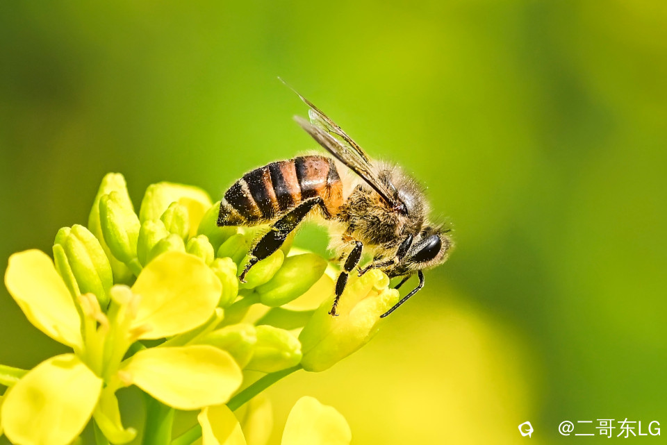 微距小蜜蜂 (8).jpg