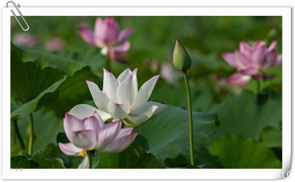 艳丽荷花 (7).jpg