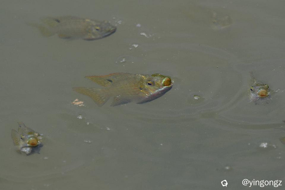 DSC_1230_副本.jpg
