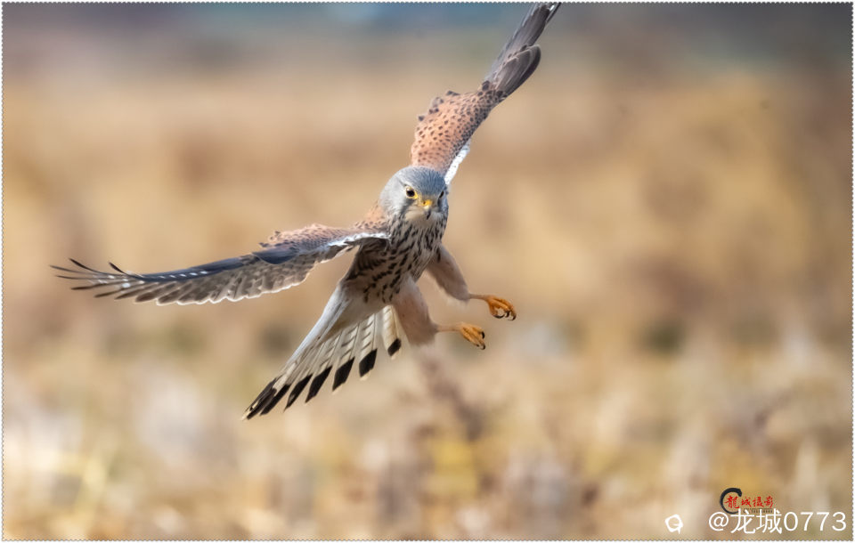 BG9I6947-pp_副本 - 副本.jpg