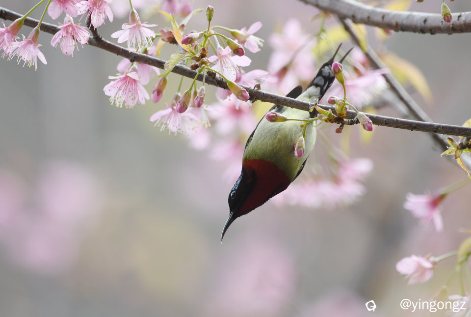 DSC_2996_副本.jpg