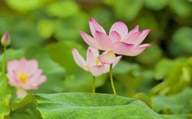 摇拍（手机片）
