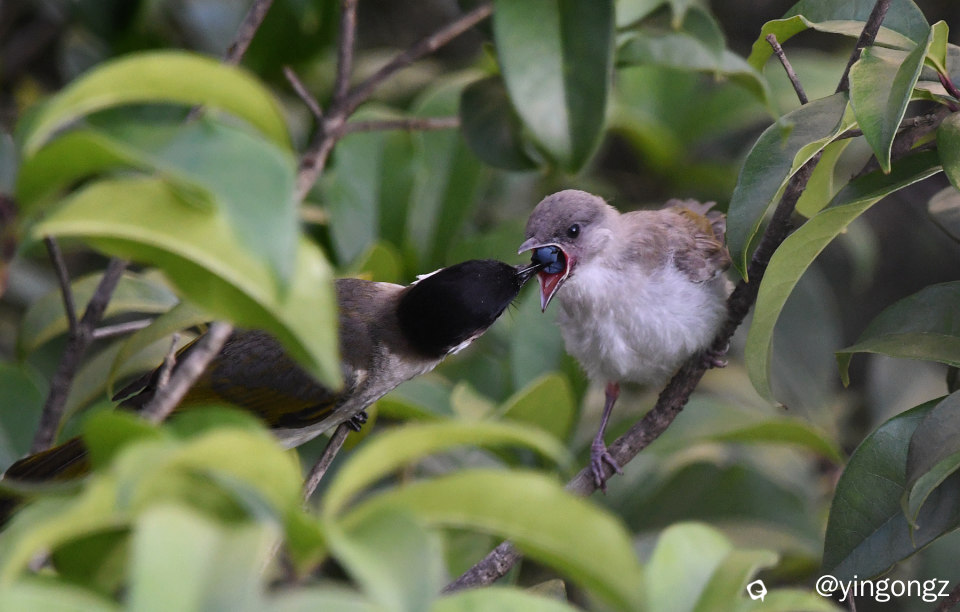 DSC_7691-1_副本.jpg