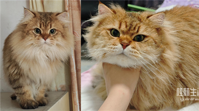 桂林金渐层走失！请大家帮忙有偿找猫！