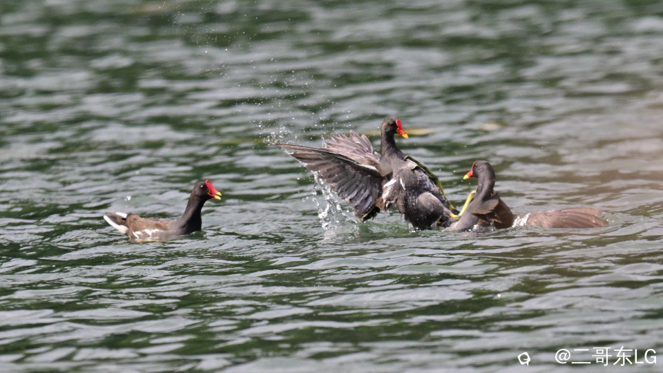 黑水鸡打架 (8).jpg