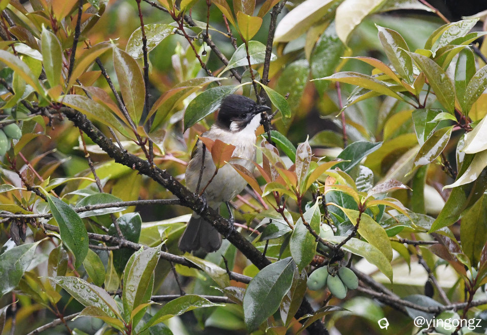 DSC_5779_副本.jpg