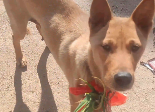 广西女子做饭时发现家里没蒜了，打电话给奶奶！奶奶家的大黄&ldquo;拎&rdquo;着蒜就来了
