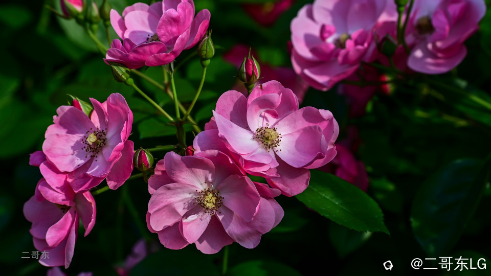 虞山月季花 (3).jpg