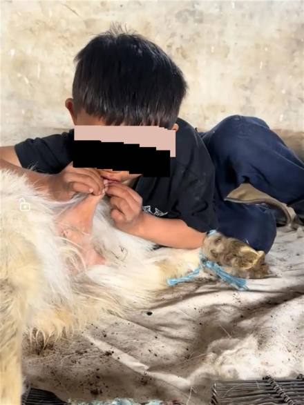 小男孩趴羊身上直接开炫喝“纯天然零添加”奶？疾控中心：暗藏近100种病菌！