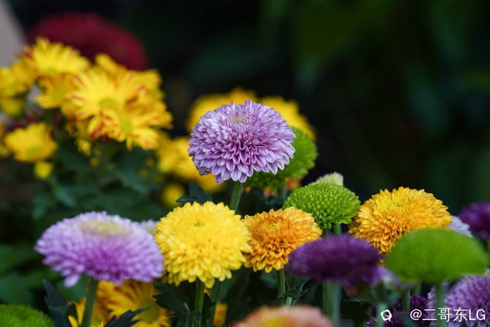 南方第三届花卉苗木交易会 (24).jpg