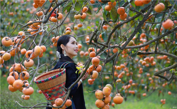 平樂粉巖的柿子紅啦