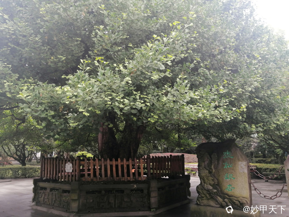 堰功道旁的张松银杏相传为东汉末年蜀中名士张松所植，故名为张松银杏，已有1800多年树龄。该树雌雄同株，一 ...