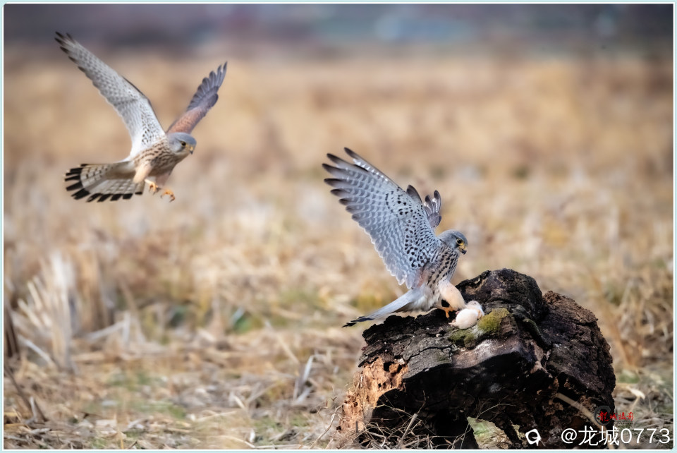 BG9I6957_副本 - 副本.jpg