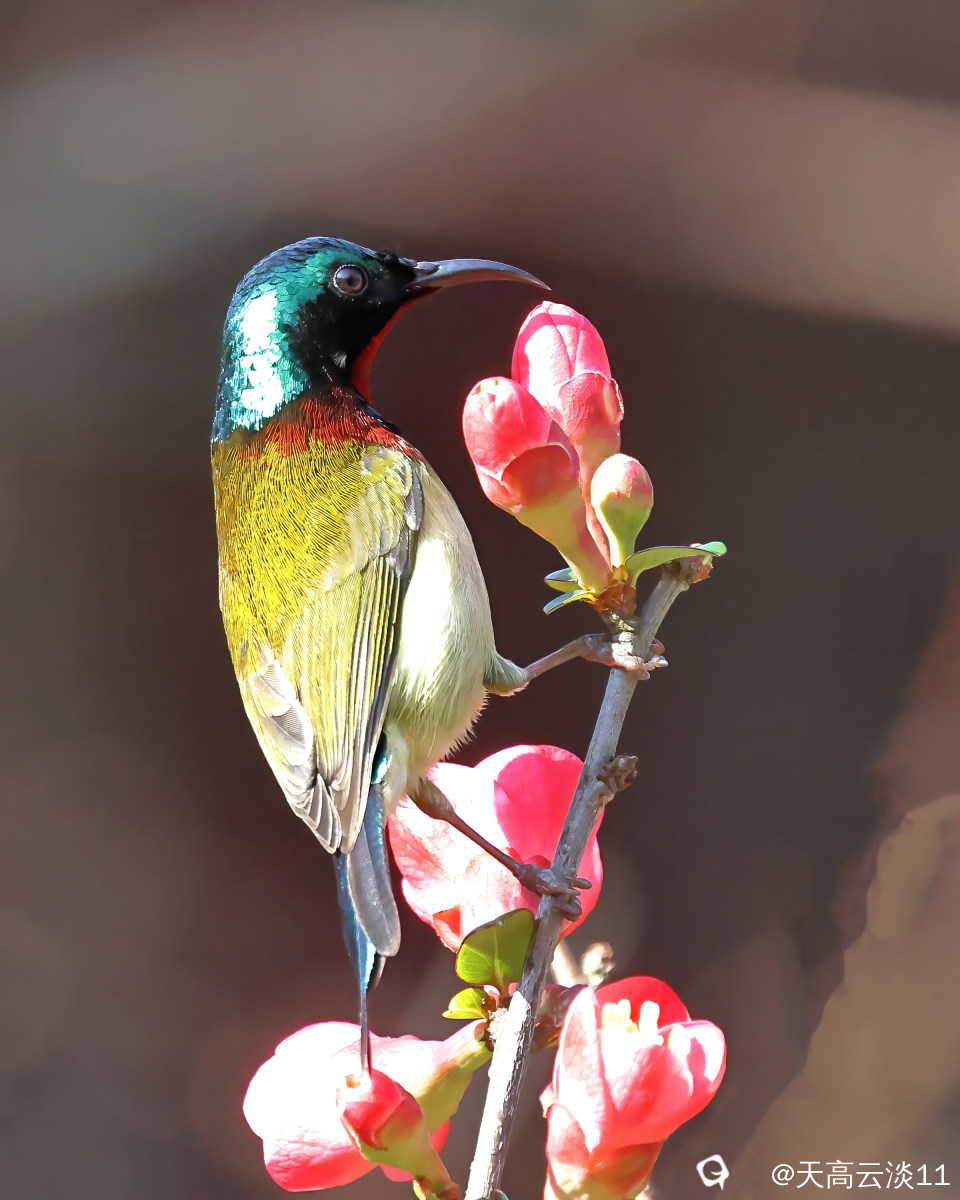 5D2A7946-DeNoiseAI-denoise.jpg