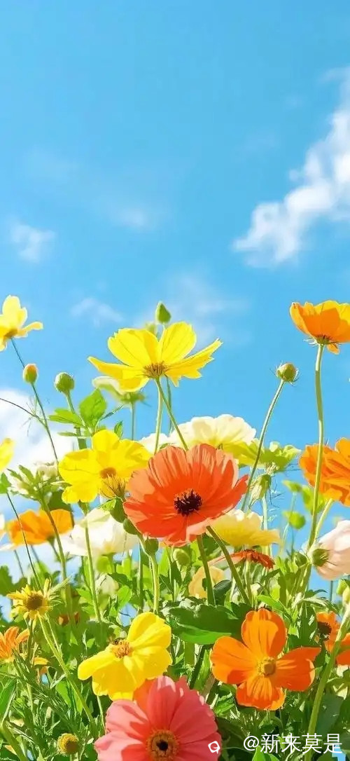 u=3586908498,3547966971&fm=253&fmt=auto&app=120&f=JPEG.webp.jpg