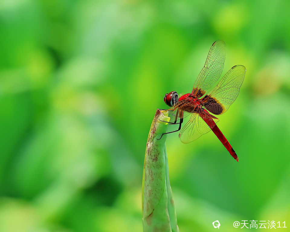 5D2A1720-DeNoiseAI-clear.jpg