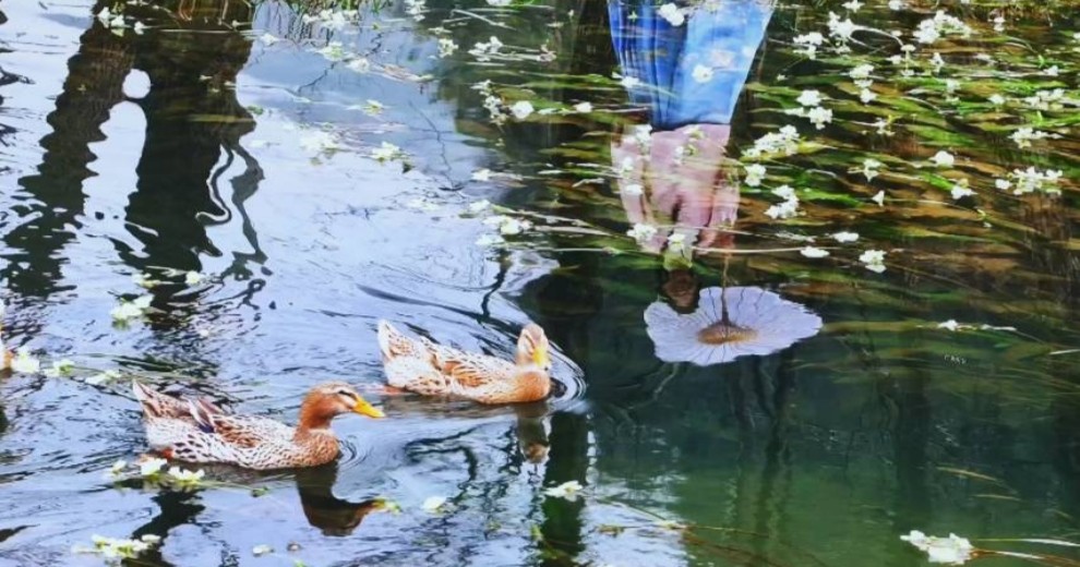 一條會(huì)開(kāi)花的河，一路繁花美到封神