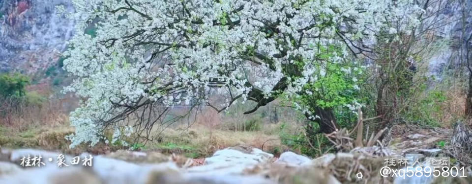 聚田梨花1