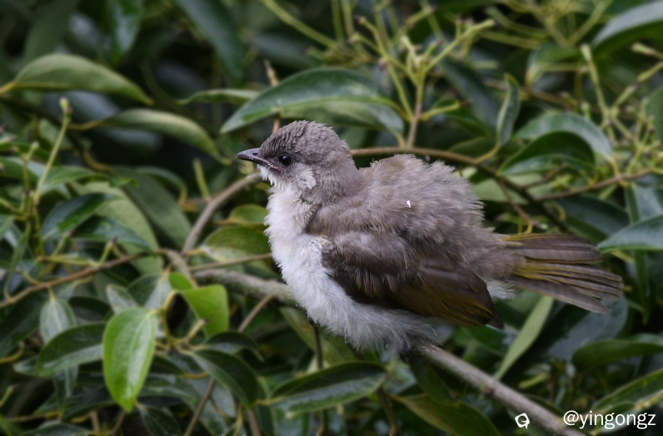 DSC_9519_副本.jpg