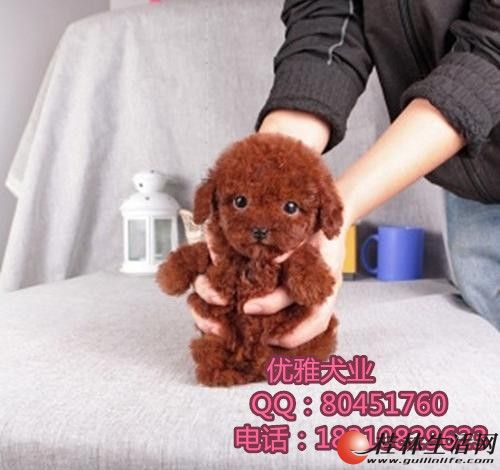 	 ���ֲ豭̩�� ��ɫС��̩�� �ͼ۳��� ���ͻ� ����