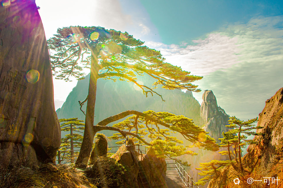 《黄山松》1.IMG_7505 (2).jpg