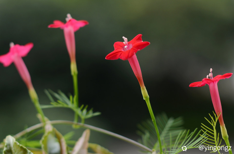 DSC_3760_副本.jpg