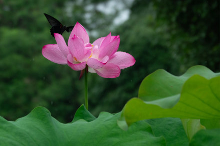 西山雨荷（二）