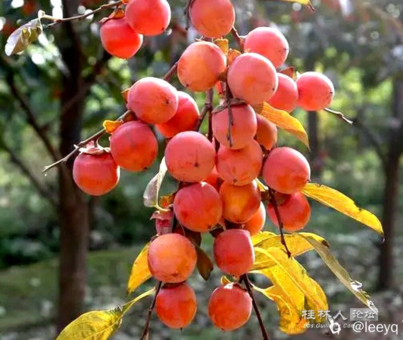 5366d0160924ab184d8d031393bd6ec47a890bc8.webp_副本.jpg