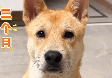 谁说中华田园犬是燃烧颜值长大的！博主晒自家小汪5个月里的颜值变化！网友：不愧是祖宗严选，颜值气质完全不输其它犬种