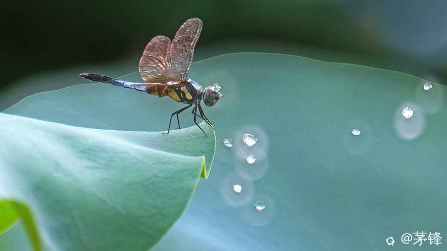 DSCF6984-1.jpg
