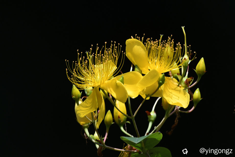 DSC_2011_副本.jpg