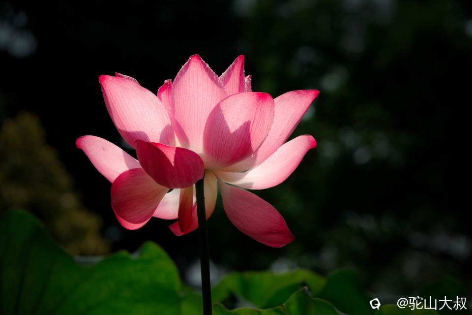 DSC04500-0.jpg