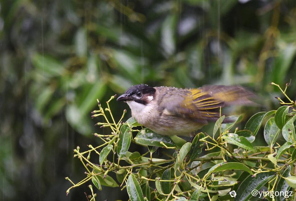 DSC_9601_副本.jpg