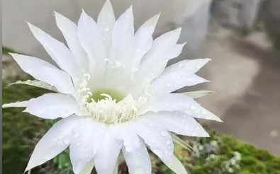 没找到在贫瘠的墙面上，仙人球也能开出这么美的花